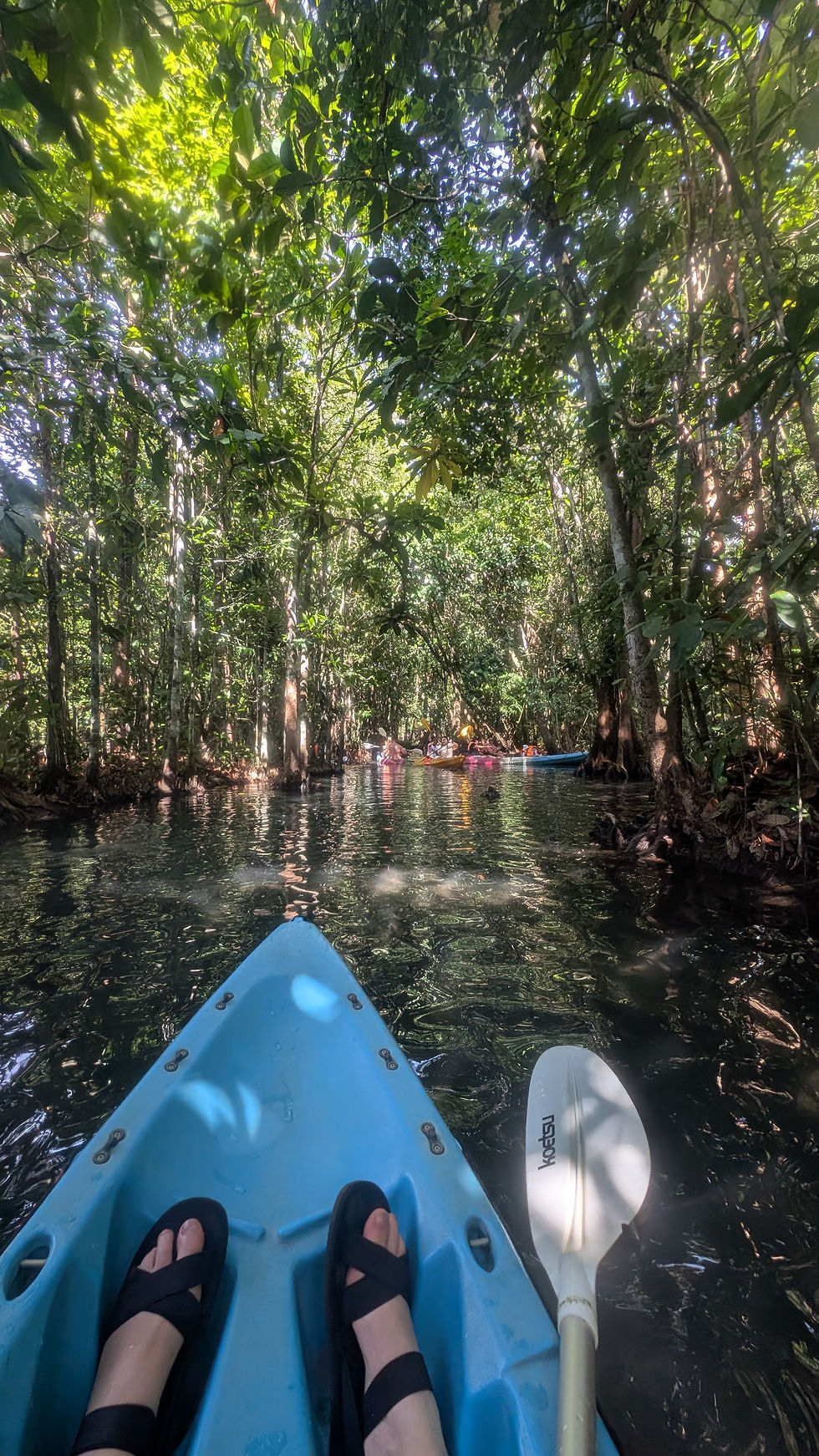 Mangroves are where swampy trees with thick roots thrive in crystal saltwater. This is also where they filmed a scene from the latest Jurassic World movie.