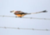 Scissor-tailed Flycatcher_Melissa Ludwig_U.JPG