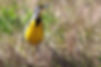 Eastern Meadowlark_Michael J. Parr_U.jpg