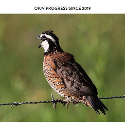 texan_by_nature_quail.png