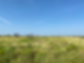 Shackleford county_wild wings.HEIC