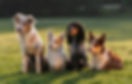all-dogs-training-1.jpg
