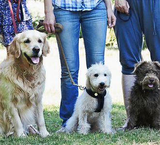 Dogs sitting in a line with their owners, demonstrating calm and attentive behaviour.