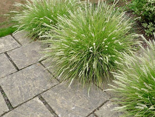 New! Autumn Moor (Sesleria)
