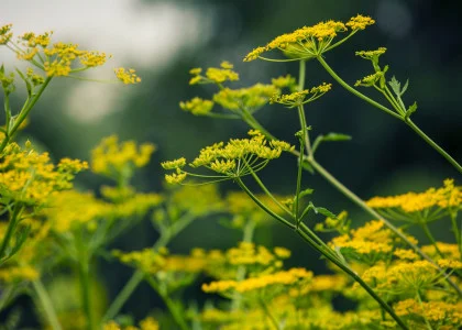 Beware of Wild Parsnip's Burns & Blisters