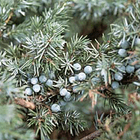 Blueberry Delight Juniper