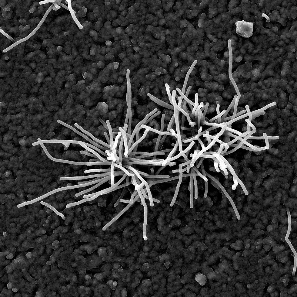 CNTs growing on Iron oxide catalyst