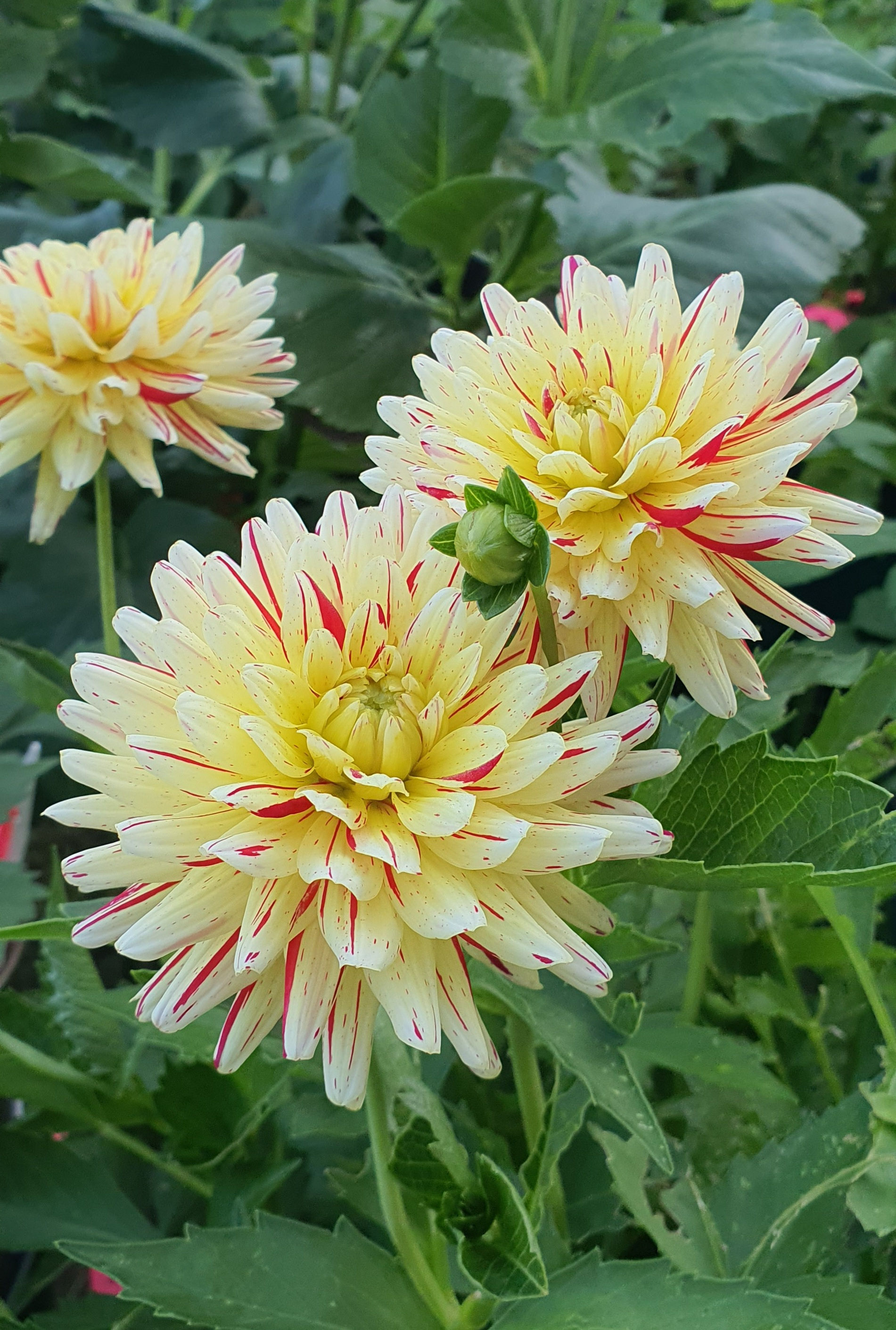 Crème Silence (potted)