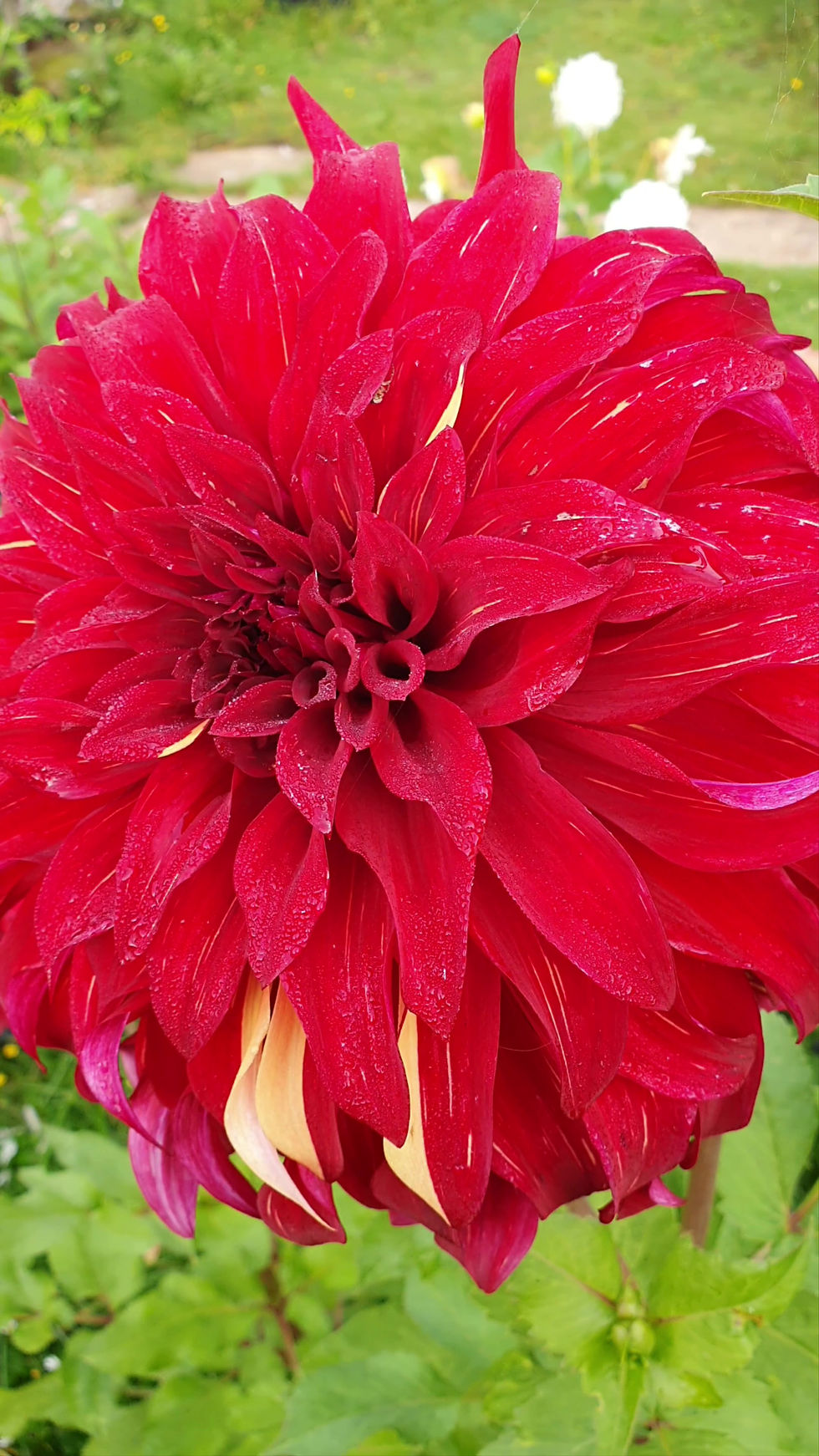Thumbnail: deep red dahlia with huge flowerheads