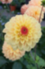 Dahlia Tubers for sale UK