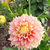 Kogane Fubuki Dahlia for sale UK