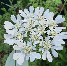 Orlaya Grandiflora Flower