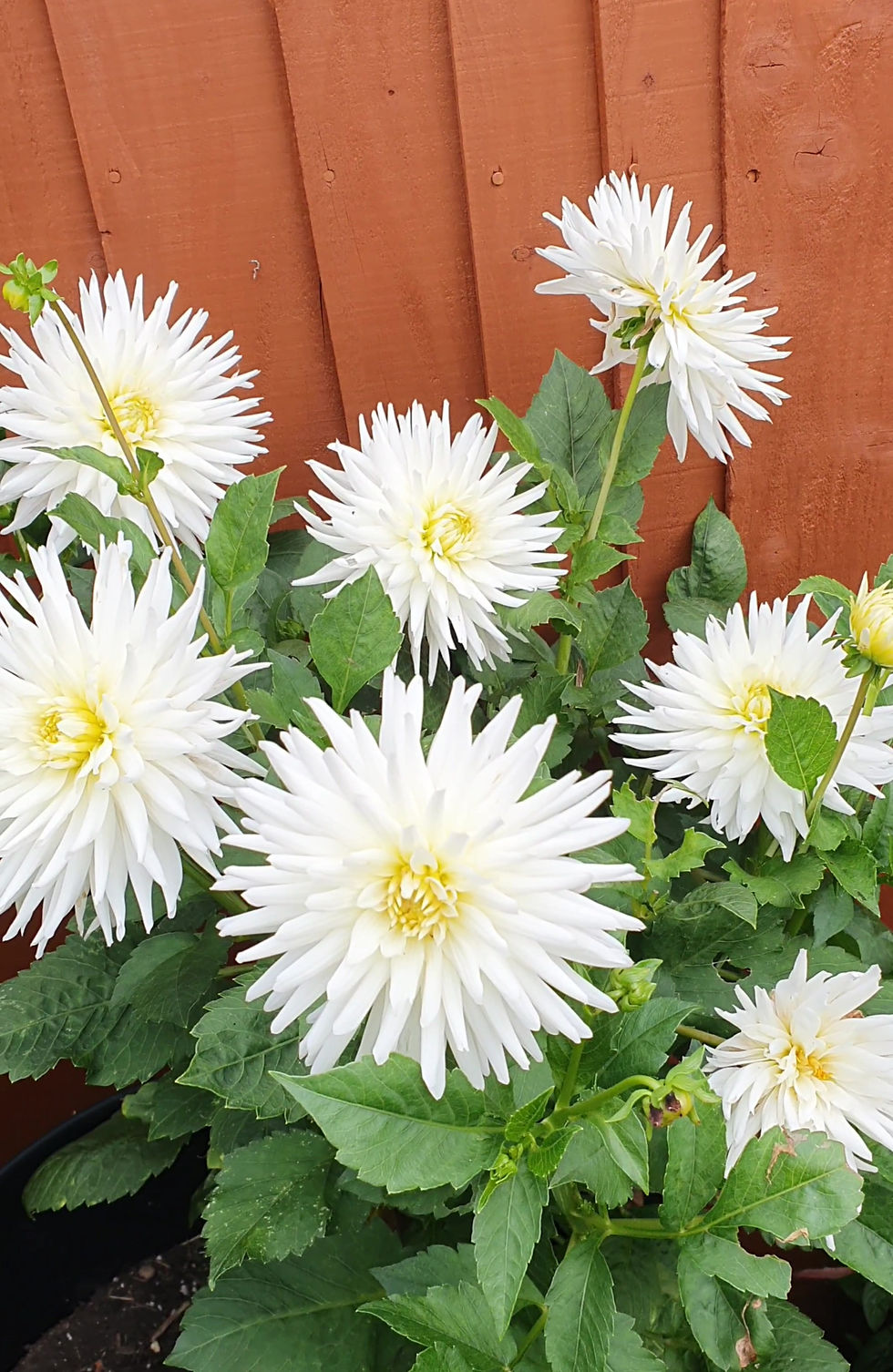 Thumbnail: Semi-cactus dahlias UK