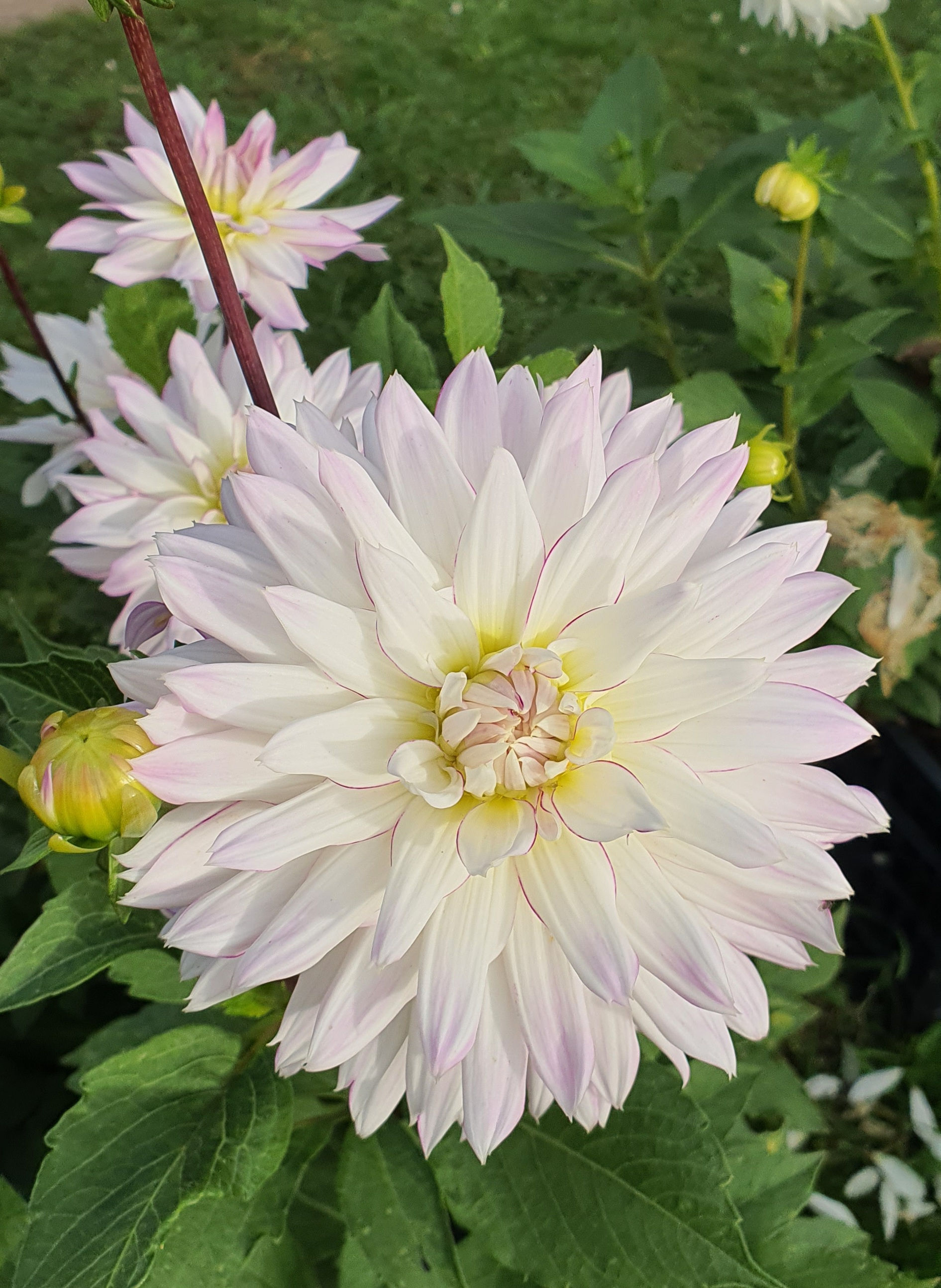 Crazy Love dahlia