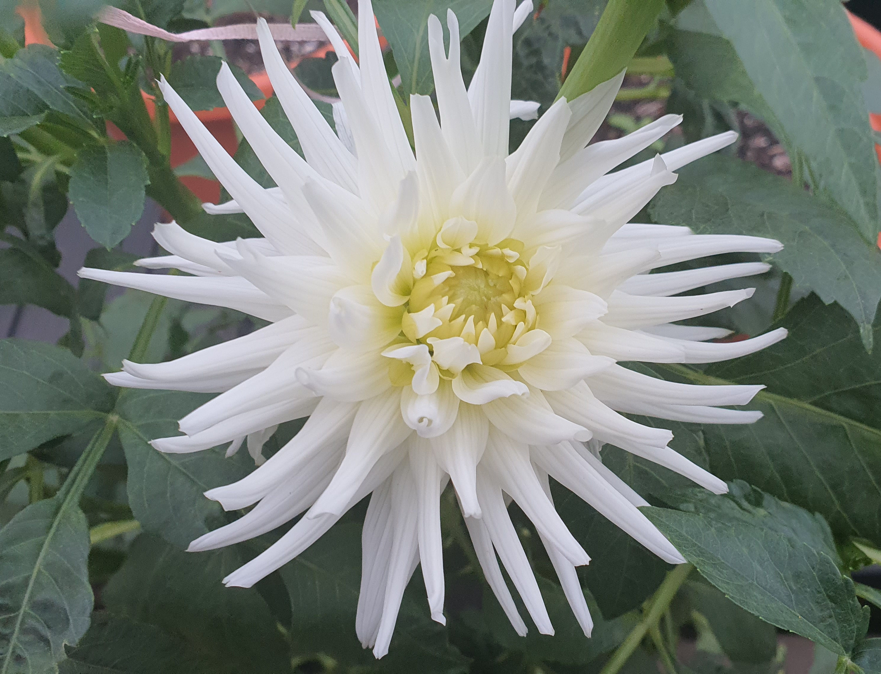 Dahlia Tubers for sale UK