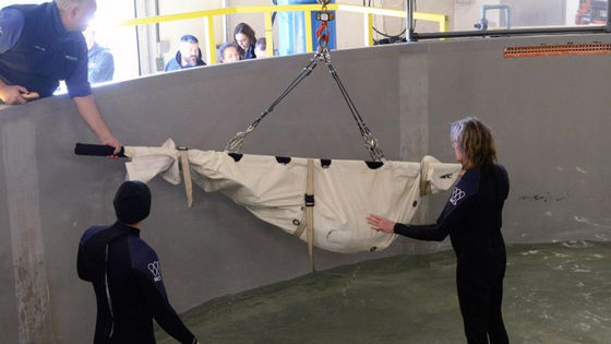 Endangered sturgeon find new home at New York Aquarium