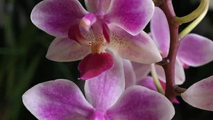 Orchidée