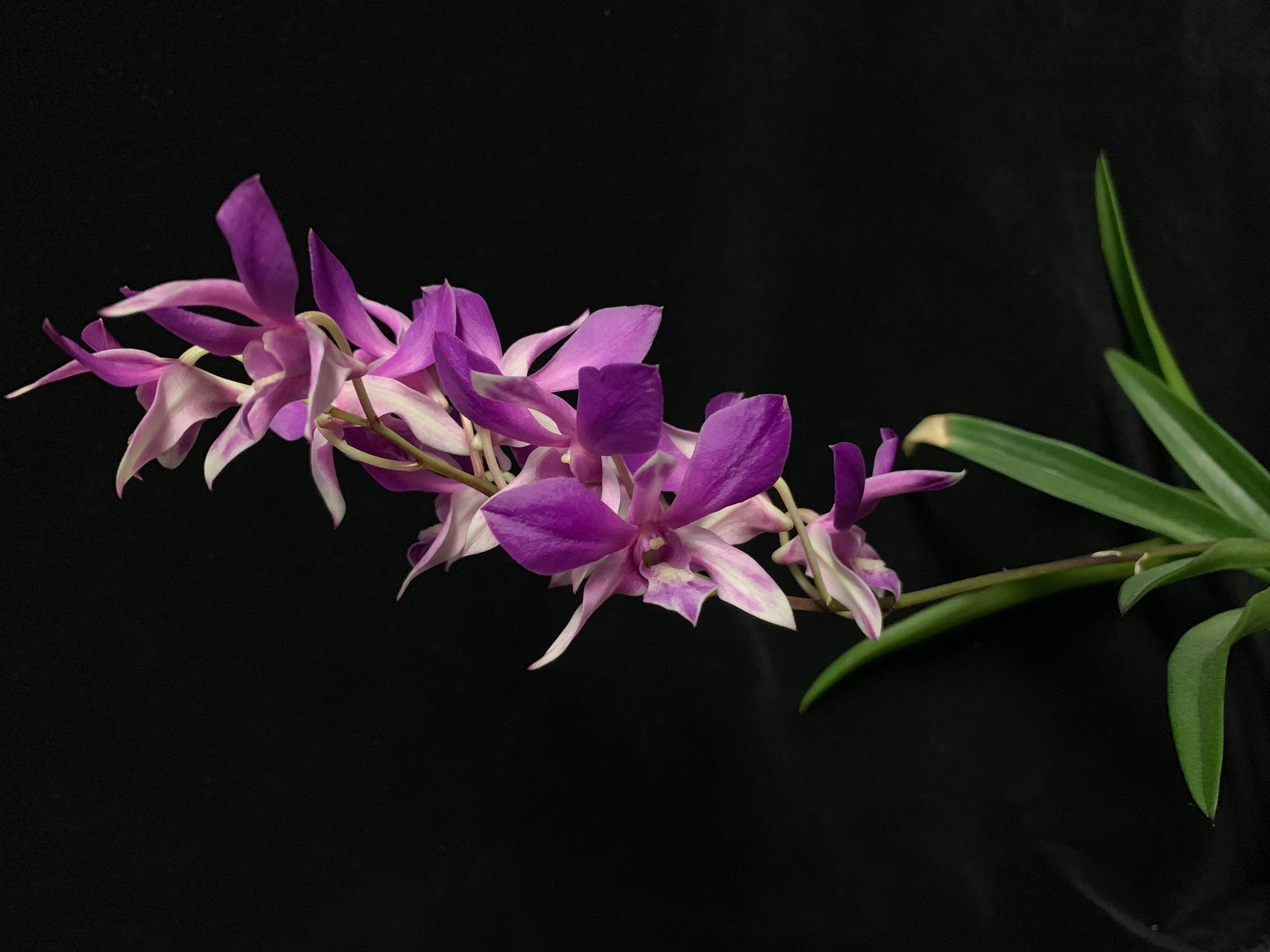 DENDROBIUM