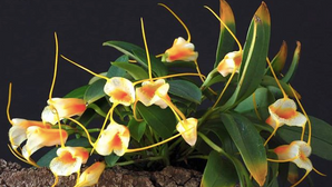 Orchidée