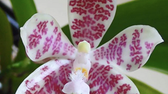 Orchidée