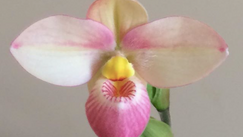 Orchidée