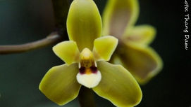 Orchidée