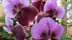 Orchidée