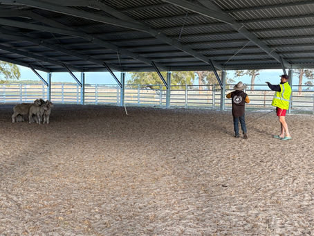 Group vs 1:1 Dog Training - What's Right for Your Working Dog?