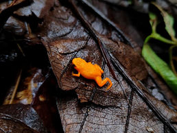 Foto premiada no concurso de fotografia do Simbioma