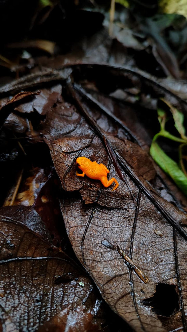 Foto premiada no concurso de fotografia do Simbioma