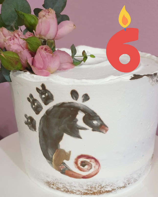 Celebrando seis anos de sucesso: Projeto Marsupiais!