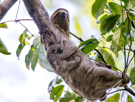 The Sloth and Her Baby: A Touching Encounter in the Sooretama Biological Reserve
