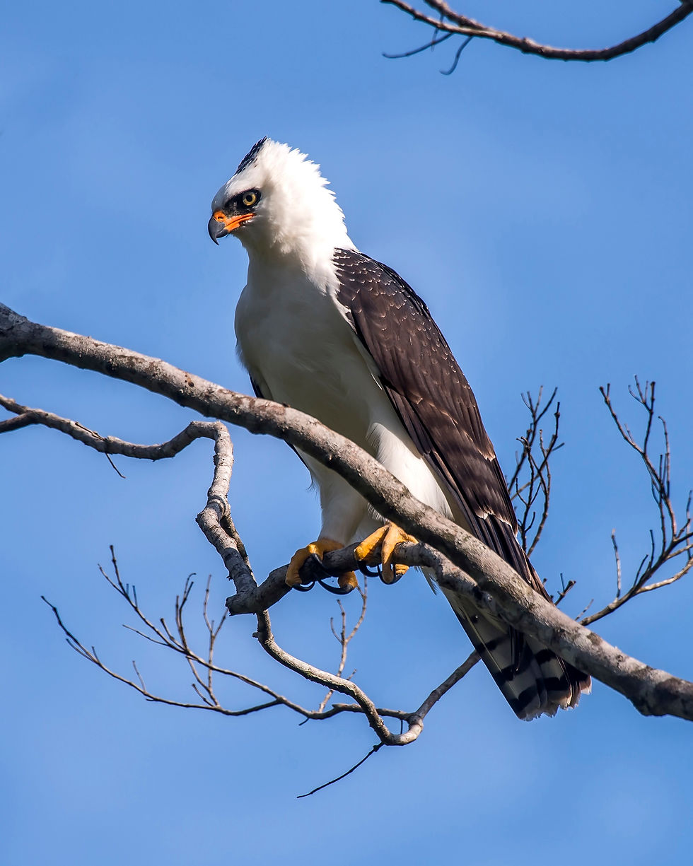 Ornate hawk-eagle perched on a tree branch in Viana, Espírito Santo, captured in a stunning photograph | Photo: Leonardo Merçon/Instituto Últimos Refúgios