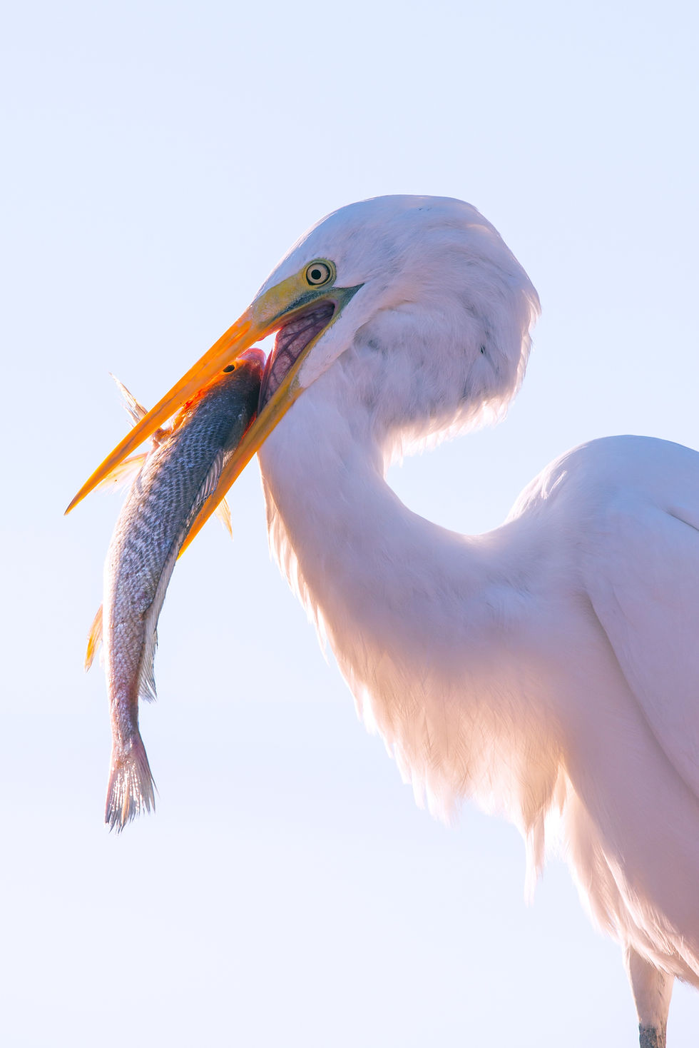 A heron feeding on a fish in Baía das Tartarugas, illustrating the dynamic interactions of its ecosystem