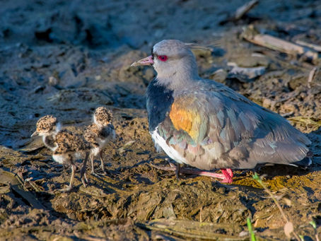 Southern Lapwings at Parque Costeiro in Camburi (Photo: Leonardo Merçon/Últimos Refúgios)