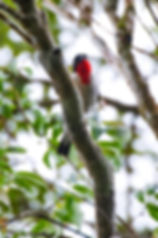 In this photo, you can clearly see the red patch that gives the Cherry-throated Tanager its name. | Photo: Leonardo Merçon / Instituto Últimos Refúgios