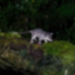 Cuíca -de-quarto olhos (Philander opossum)| FOTO: Leonardo Merçon