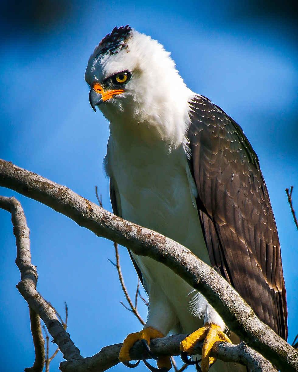 Close-up shot of the ornate hawk-eagle calmly perched on a tree, observing its surroundings | Photo: Leonardo Merçon/Instituto Últimos Refúgios