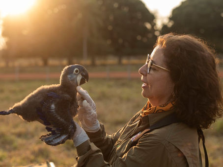 Pesquisadora Neiva Guedes do Instituto Arara azul desenvolvendo seu trabalho de pesquisa com a arara-azul-grande (Anodorhynchus hyacinthinus) no Pantanal. Foto: João Marcos Rosa/Nitro