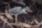 Savacu-de-coroa (Herpestes ichneumon) capturing a uça crab (Ucides cordatus). | Photo: Leonardo Merçon/Instituto Últimos Refúgios