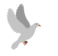 pigeon-dove.gif