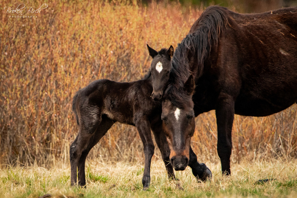 wild horses of alberta