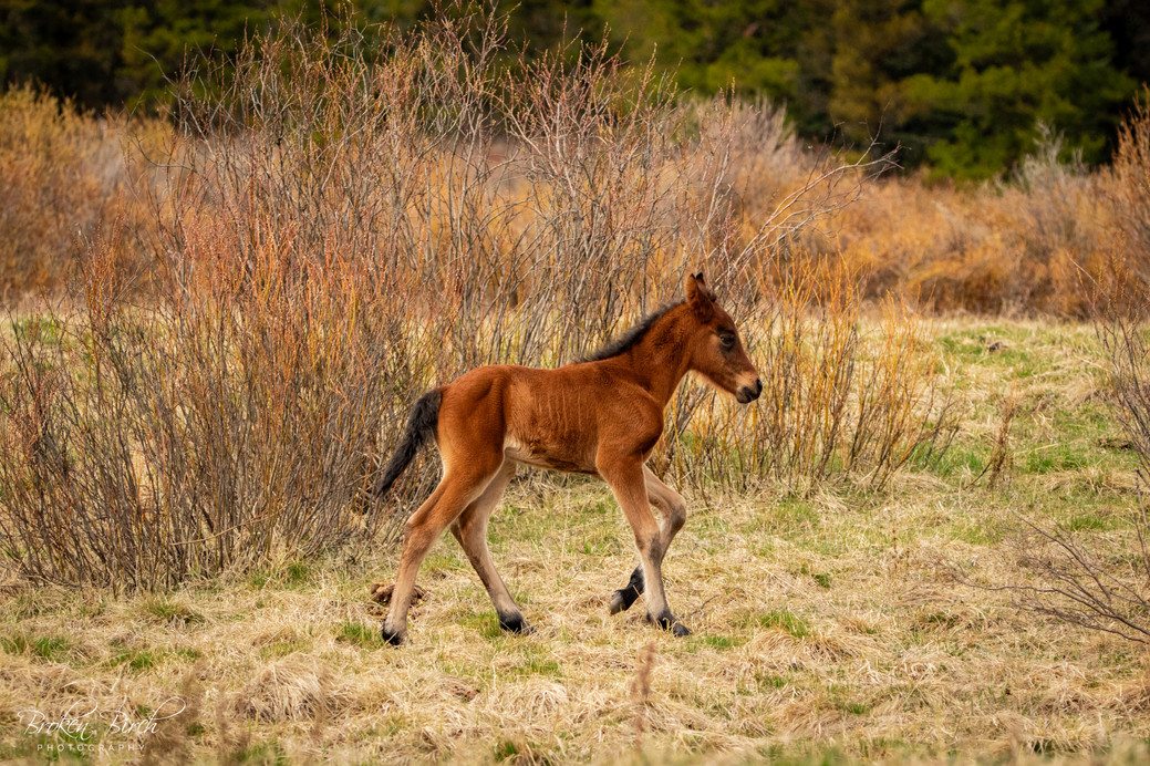 wild horse of alberta