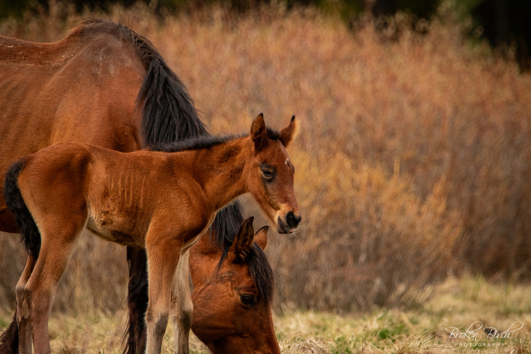 wild horse of alberta