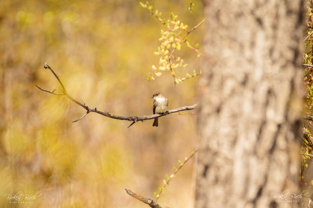 Eastern Phoebe bird