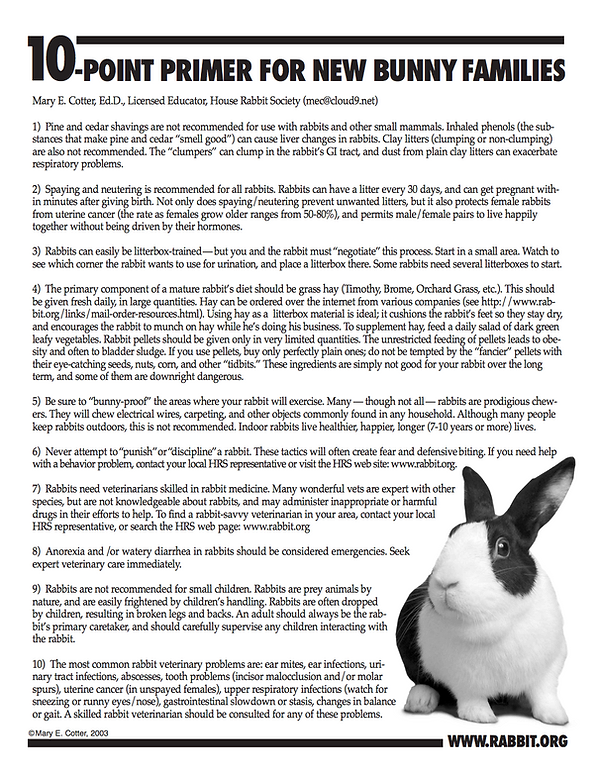 rabbit rescue and rehab