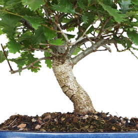 Close-up of a bonsai tree with green leaves and thick trunk.