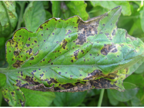 OpgD Enzyme for Anti-Bacterial Pesticides
