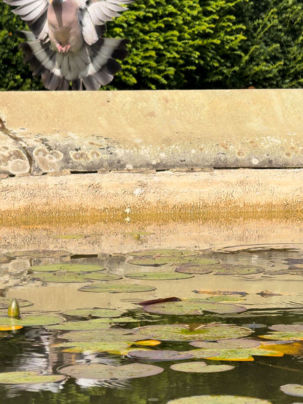 Lytes Cary Manor - Phoebe Sperrin