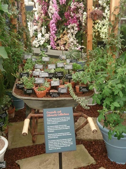 Chelsea Flower Show 2016, Phoebe Sperrin